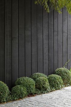 a row of green bushes next to a black wall