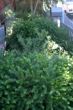 a bush with green leaves in front of a house