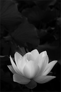 a large white flower sitting on top of a lush green leaf covered field with water lilies