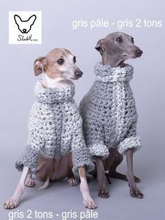 two dogs wearing sweaters sitting next to each other on a gray background in front of a white backdrop