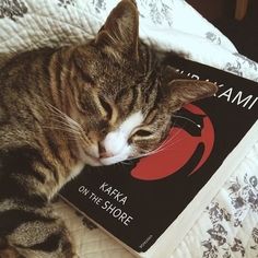 a cat laying on top of a bed next to a book titled mamma on the shore