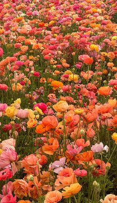 many different colored flowers in a field