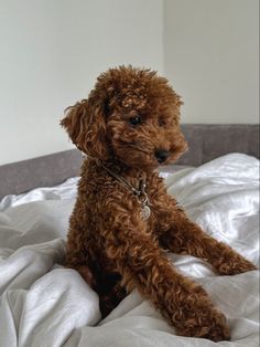 a brown dog sitting on top of a bed