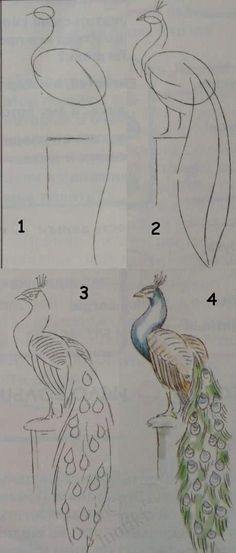 four different types of peacocks are shown in this drawing book, and each one is drawn