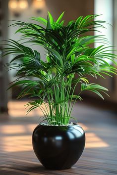 a potted plant sitting on top of a wooden floor