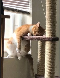 an orange and white cat laying on top of a scratching post next to a window