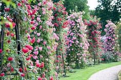 many pink flowers are growing on the side of a garden wall in front of a path