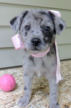 a small gray and black dog standing on top of a stone floor next to a pink ball