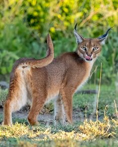 a cat standing in the grass with its mouth open