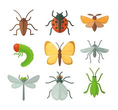 different types of bugs and insects