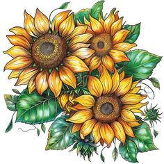 a bouquet of yellow sunflowers with green leaves on a white background is drawn by hand