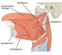 the muscles are labeled in this diagram, and there is no image on it to describe