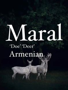 two white deer standing next to each other in the dark with text that reads, marl doe deer armenan