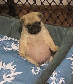 a small pug dog sitting on top of a blue and white bed in a cage