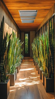 there are many potted plants in the hallway