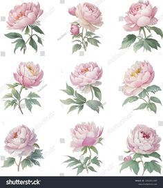 pink peonies with green leaves and buds on white background stock photo edit now