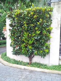 a tree that is next to a wall with plants growing on it's sides