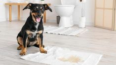 a black and brown dog sitting on top of a bathroom floor next to a toilet