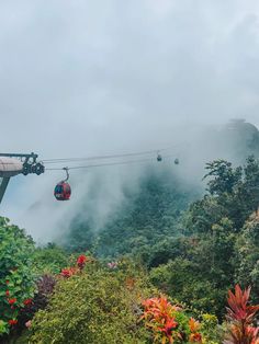 the gondola is suspended above the trees in the foggy mountainside area