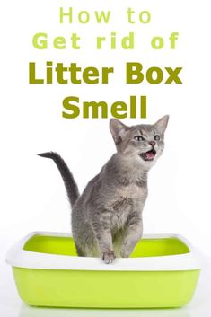 a cat standing in a litter box with the words how to get rid of litter box smell