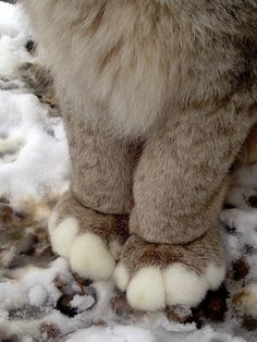 a cat standing in the snow with it's paws on the ground looking at something