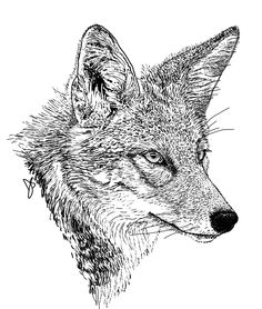 a black and white drawing of a fox's head, looking to the side