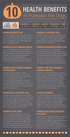 the top ten health benefits of pumpkins for dogs, including vitamin and calories