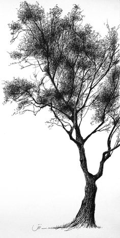 a pencil drawing of a tree with no leaves on the top and bottom branches, in front of a white background