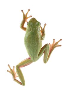 a green frog sitting on top of a white wall