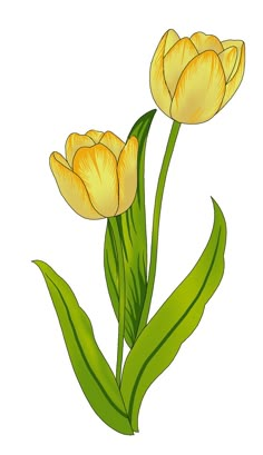 two yellow flowers with green leaves on a white background