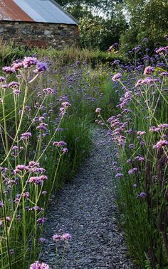 purple flowers line the side of a gravel path in front of an old brick building