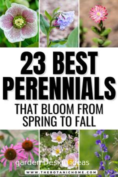 the best perennials that bloom from spring to fall are featured in this postcard