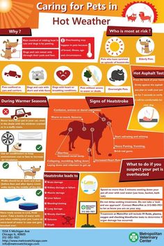 a poster showing the benefits of caring for pets in hot weather