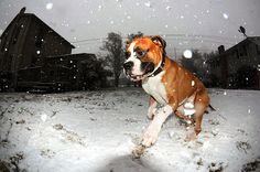 a brown and white dog running in the snow