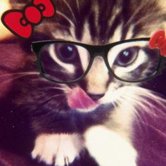 a cat wearing glasses with a bow on its head and tongue sticking out from behind it