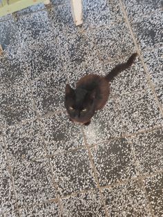 a black cat sitting on top of a tiled floor