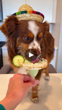 a dog wearing a sombrero and eating a cucumber