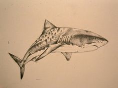 a pencil drawing of a shark jumping out of the water