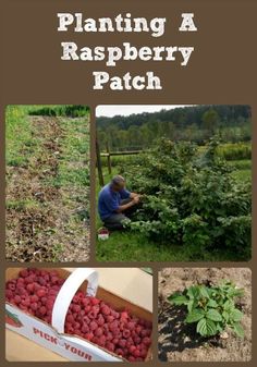 an image of a man picking raspberrys in the field with text reading planting a raspberry patch