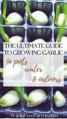 grow garlic in pots How To Grow Garlic From A Clove In Water, Growing Garlic From Cloves Indoors, How To Grow Garlic In A Pot, Grow Arugula Indoors, How To Grow Garlic Indoors, How To Grow Garlic From A Clove, How To Grow Garlic, Propagate Garlic, Grow Garlic From Clove