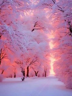 the trees are covered in pink snow as the sun sets behind them and there is no image here to provide a caption for