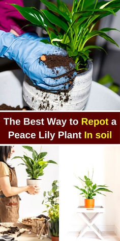 the best way to reppost a peace lily plant in soil is by using gloves