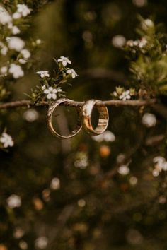 two wedding rings are hanging from a tree branch with white flowers in the foreground