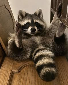 a raccoon sitting on top of a wooden chair with its paws up in the air