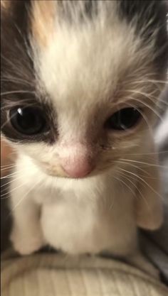 a small kitten sitting on top of a cushion looking at the camera with an intense look