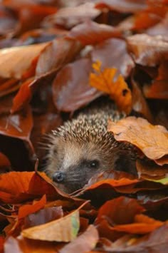 a hedgehog is hiding among leaves in the fall season with orange and brown colors