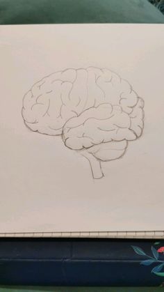 Diagram, drawing of brain. Pencil drawing. Science diagram. How To Draw A Human Brain, Aesthetic Brain Drawing, Brain Pencil Drawing, Realistic Brain Drawing, Easy Brain Drawing, Brain Sketch Simple, Organs Sketch, Human Brain Sketch, Science Drawings Sketches