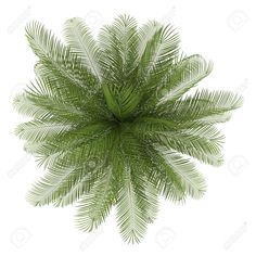 an overhead view of a green palm tree on a white background with clipping path