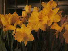 some yellow flowers are in front of a window