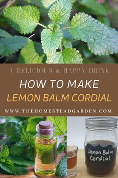 how to make lemon balm cordial with the title overlay reads, a delicious and happy drink